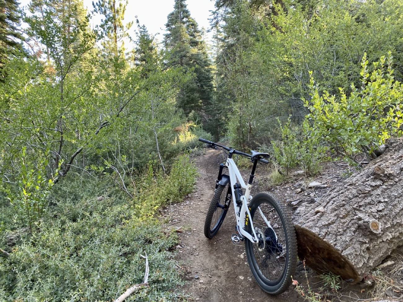 White downcountry mountain bike on a pine forest singletrack