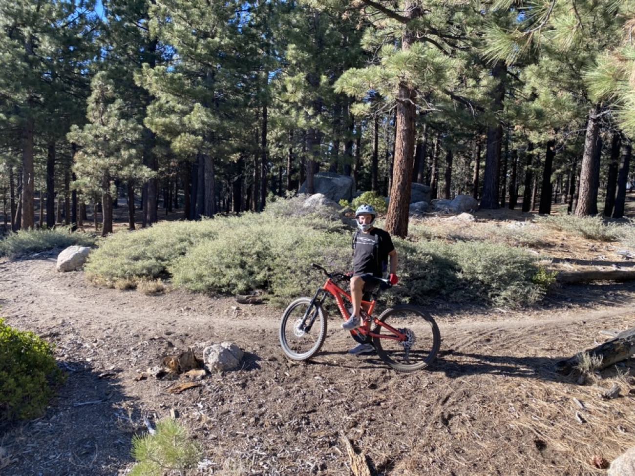 Rider on an electric mountain bike in a sunlit pine forest
