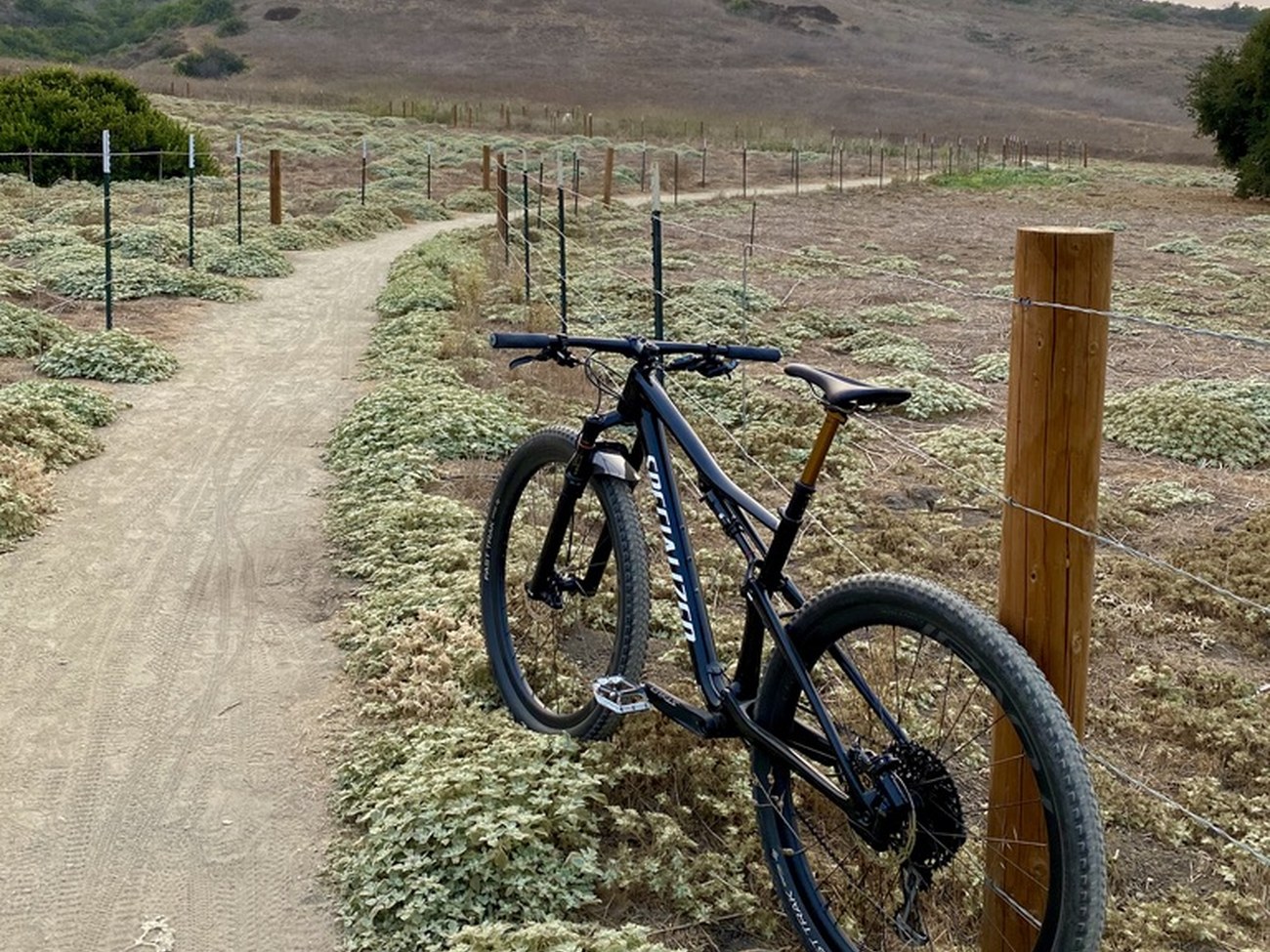 Cross-country mountain bike parked beside a singletrack trail through coastal scrub